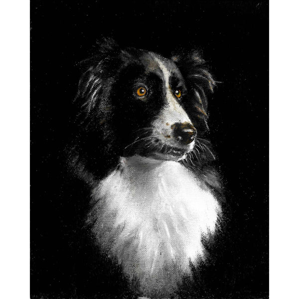 Original Dog Portrait Oil Painting - Border Collie